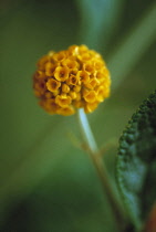 Buddleja, Buddleja globosa.