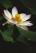 Lotus, Sacred lotus, Nelumbo nucifera.