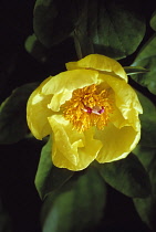 Peony, Caucasian peony, Paeonia mlokosewitschii.