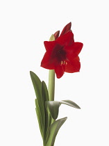 Amaryllis, Red subject, Hippeastrum 'Floris Hekker'.