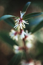 Sweet box, Sarcococca.