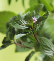 Mint, Peppermint, Mentha piperita.