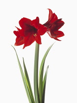 Amaryllis, Hippeastrum 'Floris Hekker'.