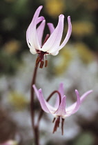 Dog's tooth violet, Erythronium dens-canis.