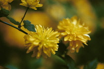 Kerria, Kerria japonica.