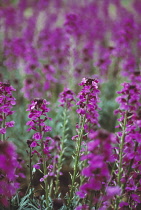 Wallflower, Perennial wallflower, Erysimum 'Bowles Mauve'.