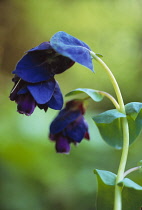 Cerinthe, Cerinthe major 'Purpurascens'.