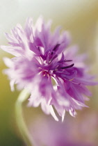 Cornflower, Centaurea cyanus 'Mauve Queen'.