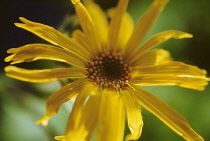 Arnica, Arnica montana.