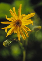 Arnica, Arnica montana.