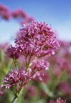 Valerian, Red valerian, Centranthus ruber.