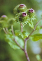 Burdock, Arctium lappa.