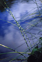 Horsetail, Field horsetail, Equisetum arvense.