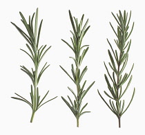 Rosemary, Rosmarinus officinalis.