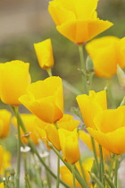 Poppy, Californian poppy, Eschscholzia californica.