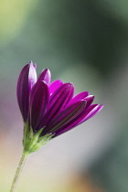 Osteospermum.