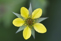 Tormentil, Potentilla erecta.