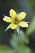 Tormentil, Potentilla erecta.