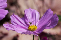 Cosmos, Cosmos bipinnatus.