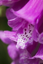 Foxglove, Digitalis purpurea.