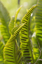 Fern, Hart's tongue fern, Asplenium scolopendrium.