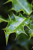 Holly, Ilex aquifolium.