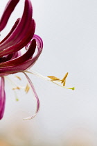 Honeysuckle, Lonicera.