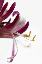 Honeysuckle, Lonicera.