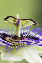 Passion flower, Passiflora caerulea.