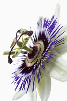 Passion flower, Passiflora caerulea.