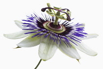 Passion flower, Passiflora caerulea.