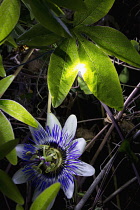 Passion flower, Passiflora caerulea.