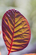 Smoke bush, Cotinus coggygria.