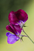 Sweet pea, Lathyrus odoratus 'Cupani'.