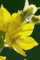 Yellow loosestrife, Lysimachia punctata.