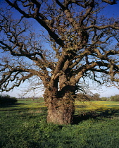 Oak, Quercus robur.