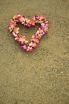 Frangipani, West Indian jasmine, Monoi, Plumeria.