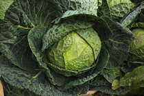 Cabbage, Brassica oleracea capitata.