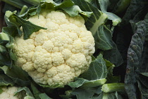 Cauliflower, Brassica oleracea botrytis.