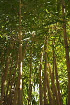 Bamboo, Phyllostachys vivax 'Aureocaulis'.