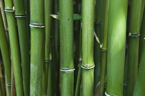 Narihira bamboo, Semiarundinaria Fastuosa.
