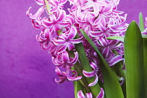 Hyacinth, Hyacinthus.