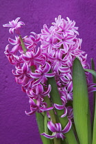 Hyacinth, Hyacinthus.