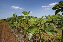 Fig, Ficus carica.