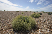 Sea-kale, Crambe maritima.