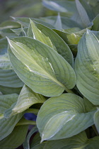 Hosta, Hosta 'Striptease'.