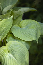 Hosta, Hosta 'Sum and Substance'.