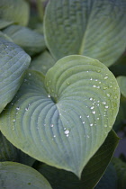 Hosta.