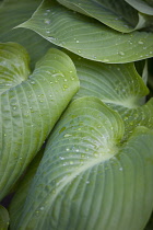 Hosta, Hosta 'Sum and Substance'.