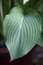 Hosta.